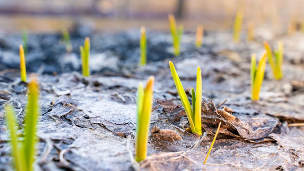 sustainable gardening