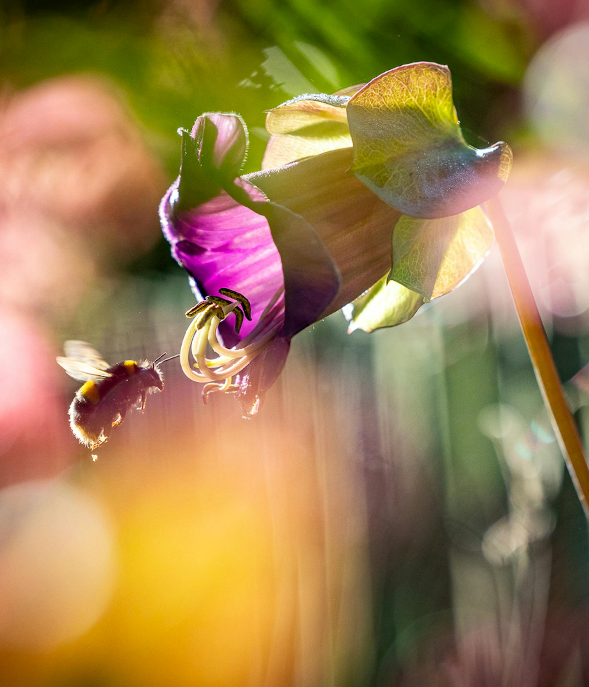wildlife-friendly garden