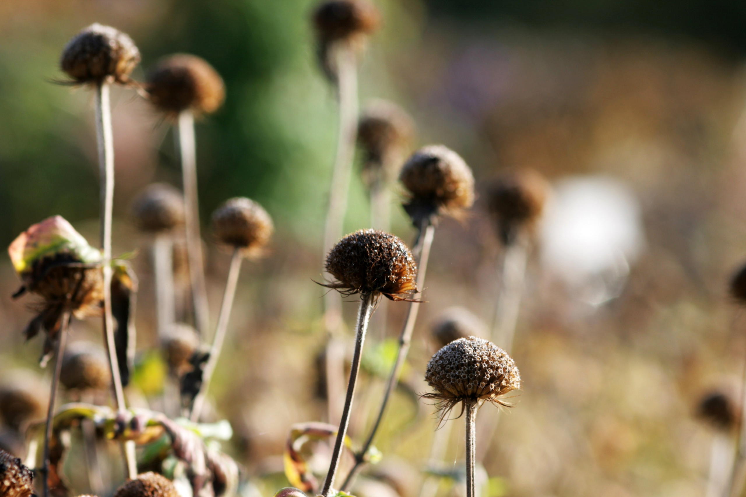 wildlife-friendly garden