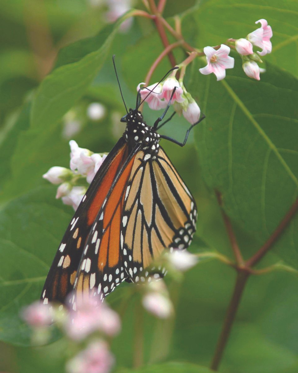 wildlife-friendly garden