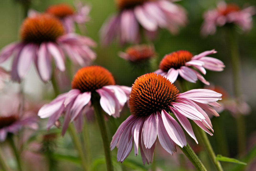 wildlife-friendly garden