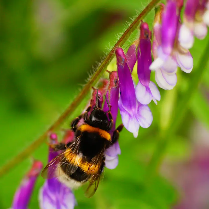 wildlife-friendly garden
