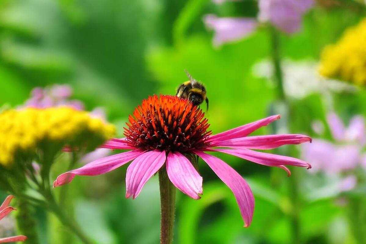 wildlife-friendly garden
