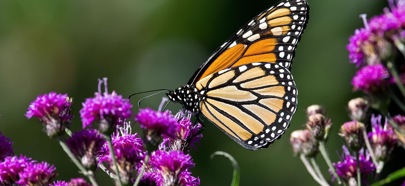 wildlife-friendly garden