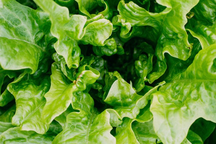 sustainable gardening