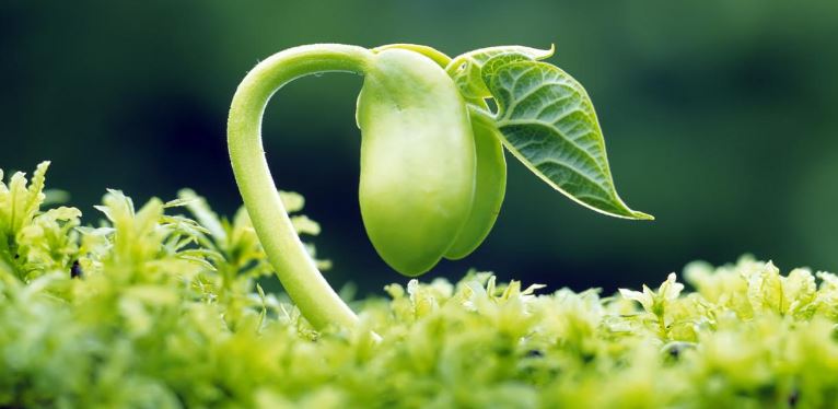 sustainable gardening