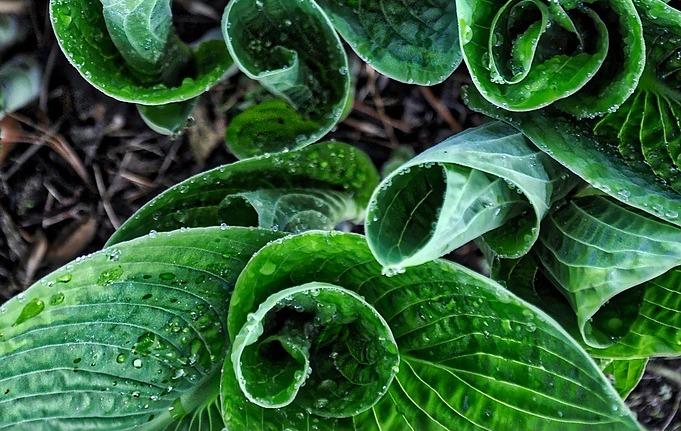sustainable gardening