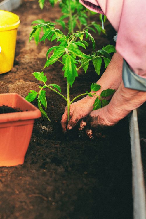 sustainable gardening