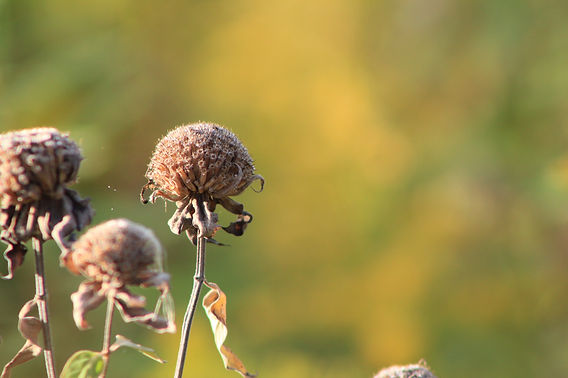 A Sustainable Fall Gardening Transition