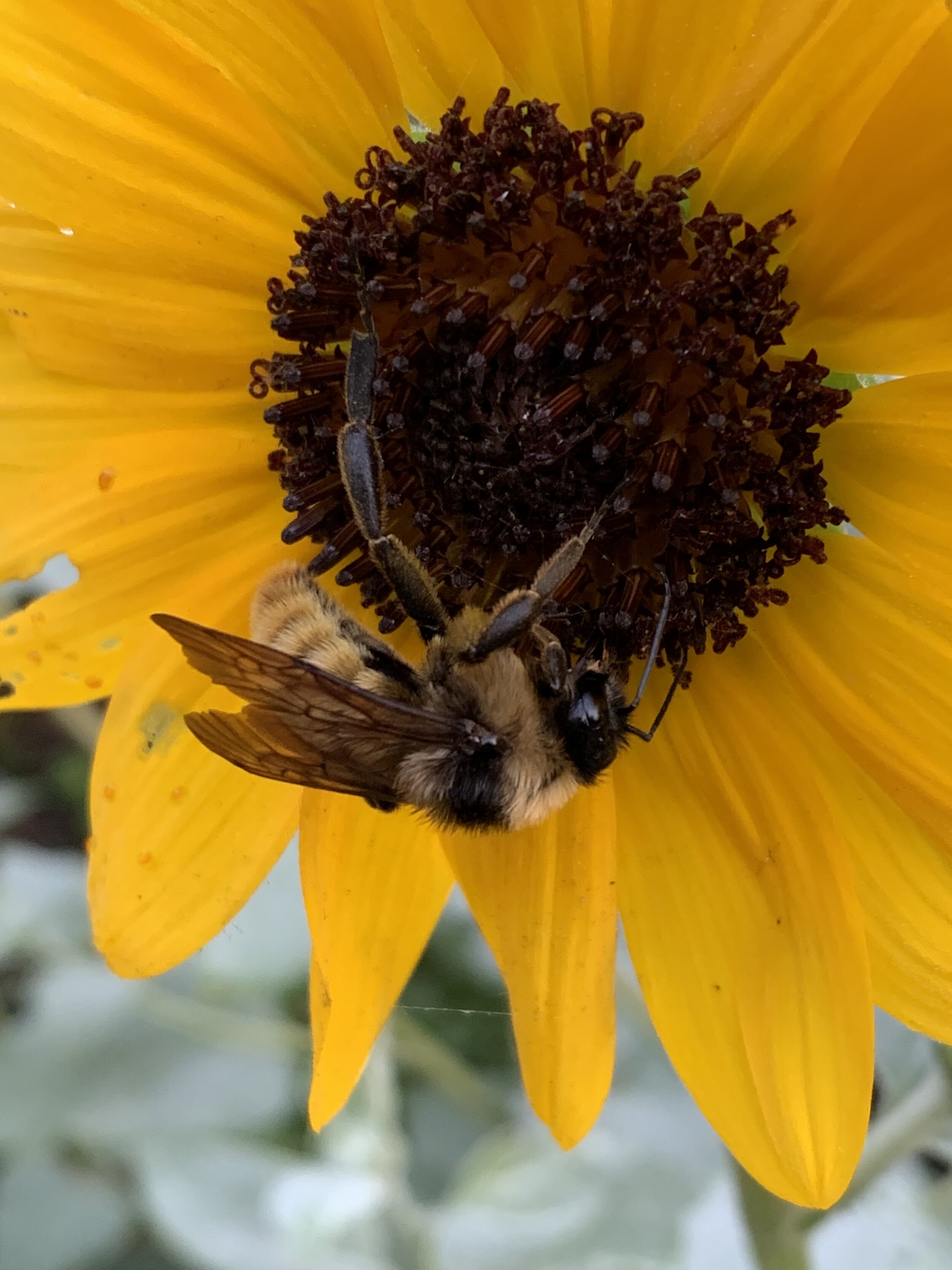 Sustainable garden stewardship practices for the southeast