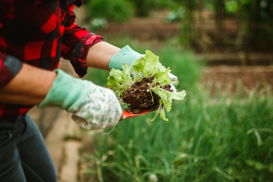 Gardener Holding Plant on Shovel · Free Stock Photo