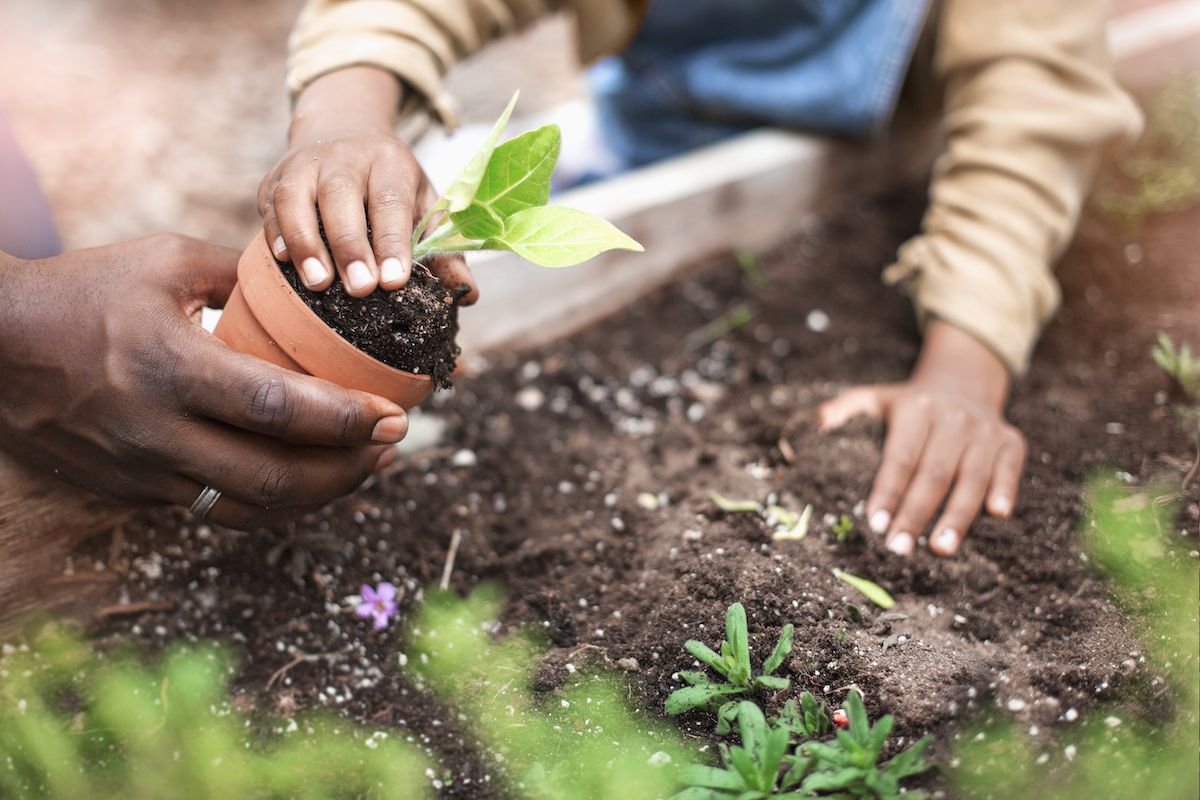 Peat-free compost is a must for sustainable gardeners
