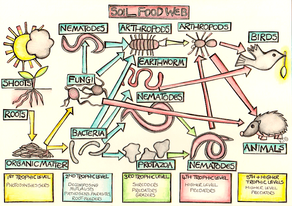 Soil food web illustration: bacteria, fungi, nematodes & their role in regenerative gardening.