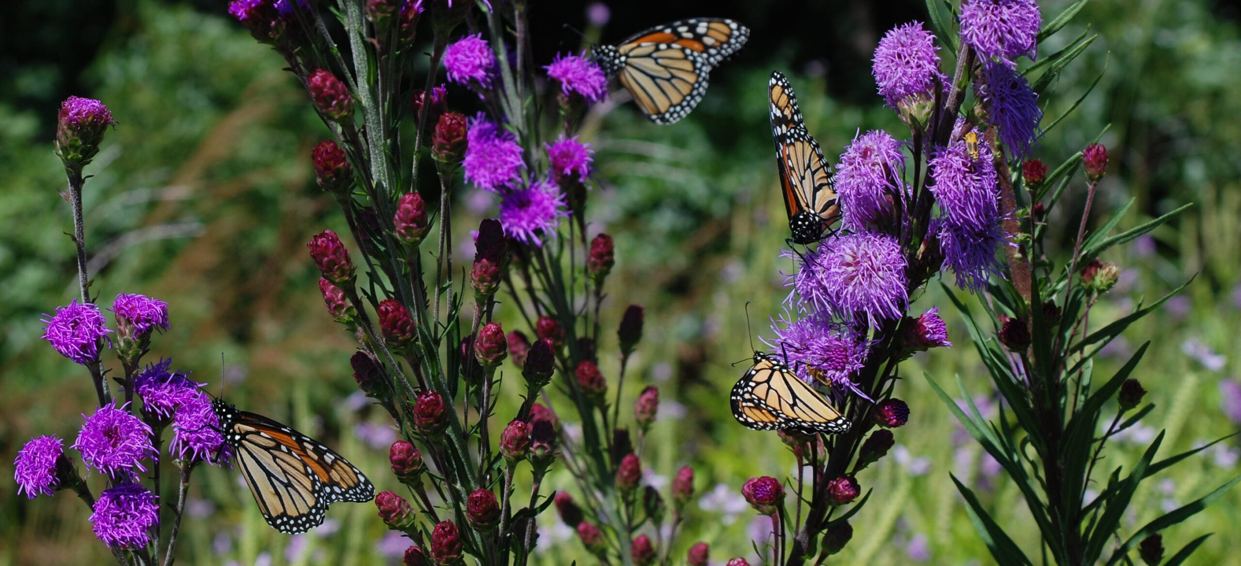2026 Guide: 15 Native Plants That Attract Monarch Butterflies and Support Pollinator Recovery