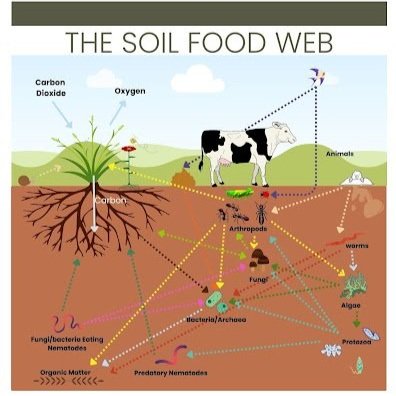 Soil food web illustration: bacteria, fungi, nematodes & wildlife support.