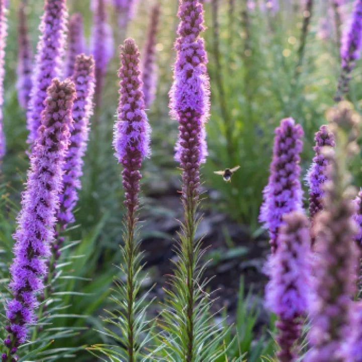 Layered native plant garden: groundcover, shrubs, trees for drought resilience.