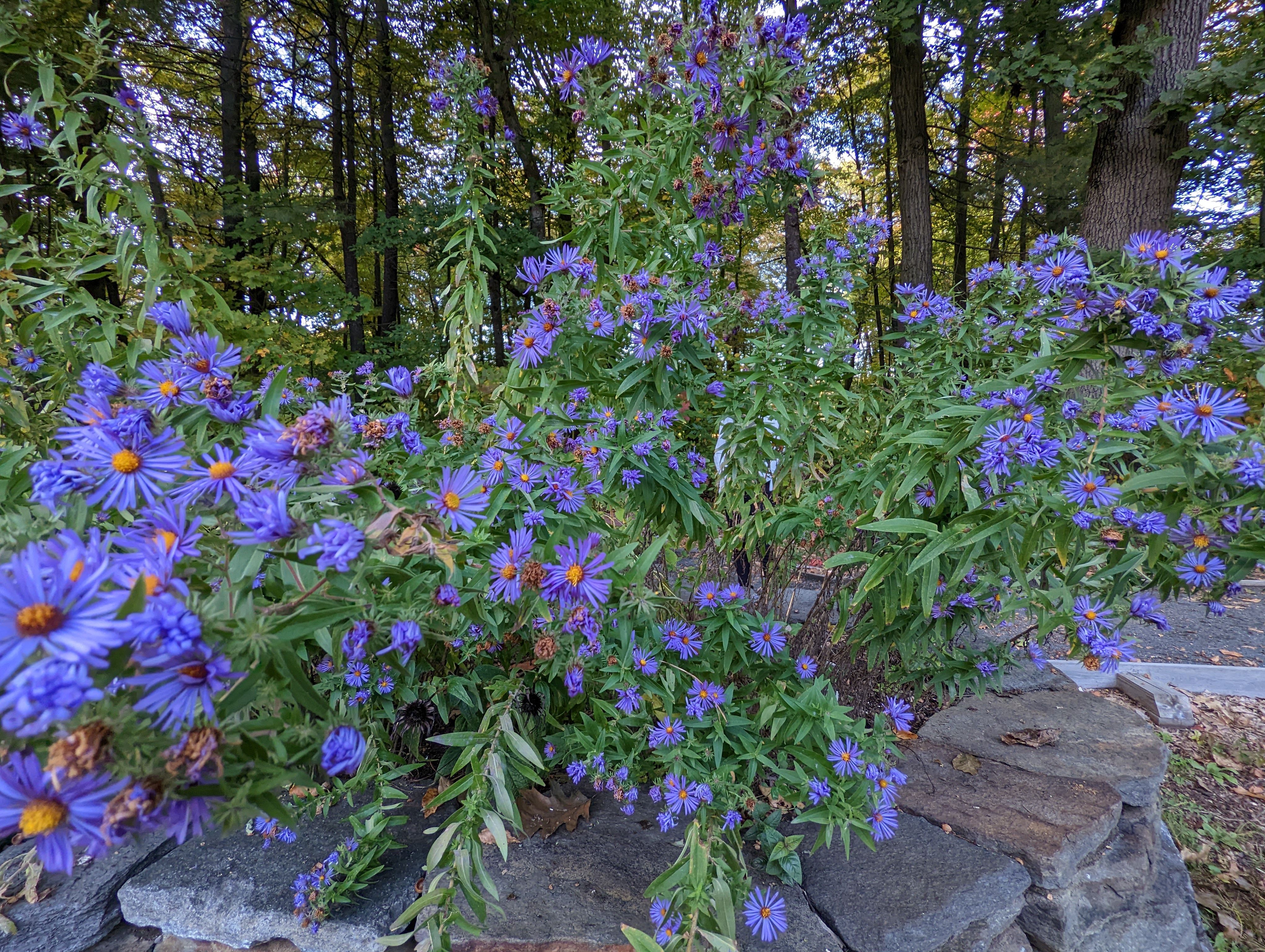 Best Native Plants for a Wildlife-Friendly Garden in 2026