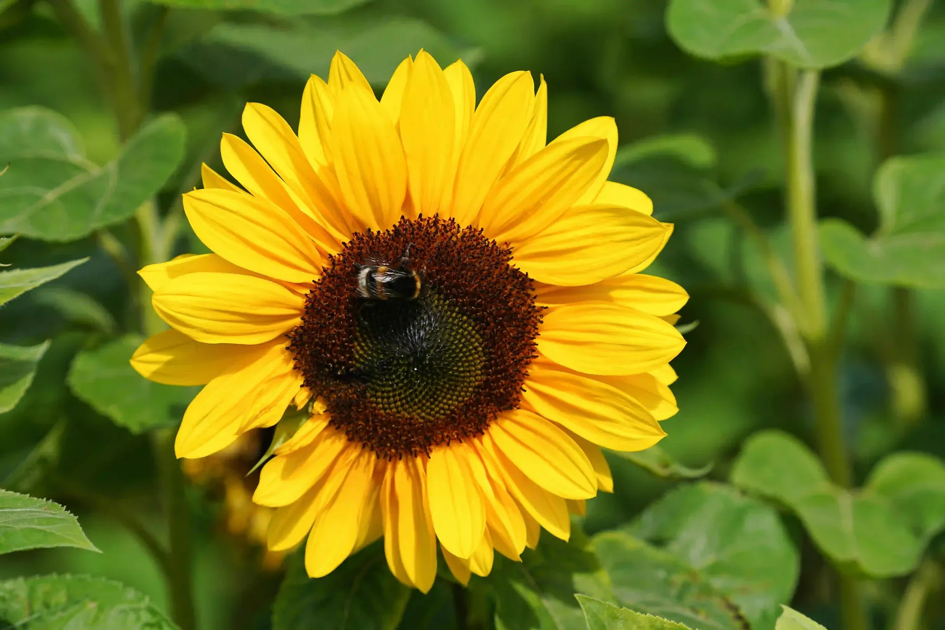 2026 guide: How to Create a Wildlife-Friendly Backyard Ecosystem with Native Plants
