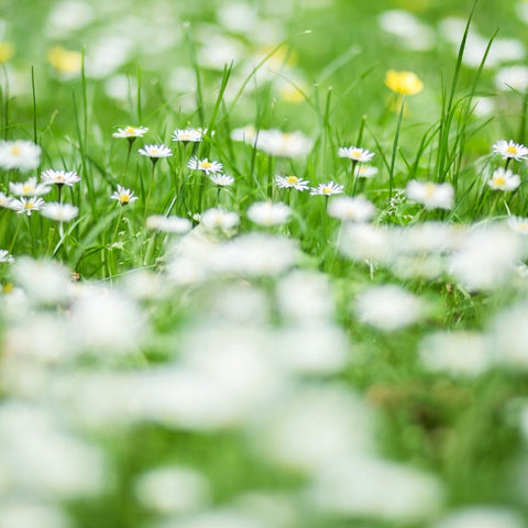 wildlife-friendly garden
