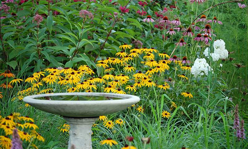 Bird-friendly garden extras