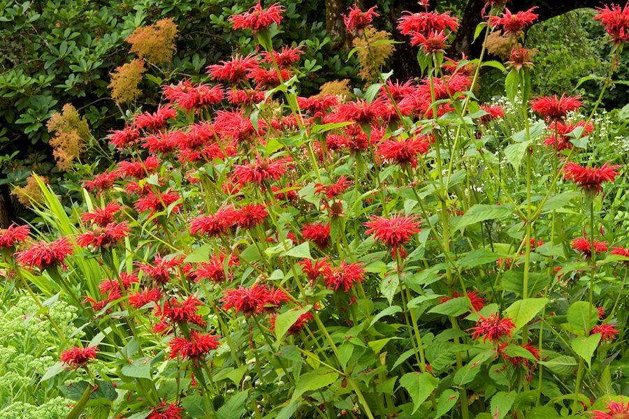 Best Native Plants for a Wildlife-Friendly Garden in 2026