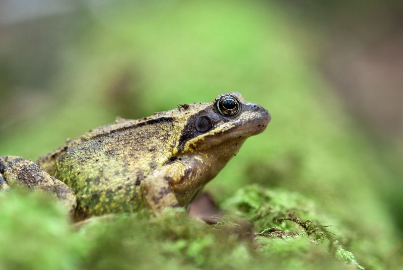 wildlife-friendly garden