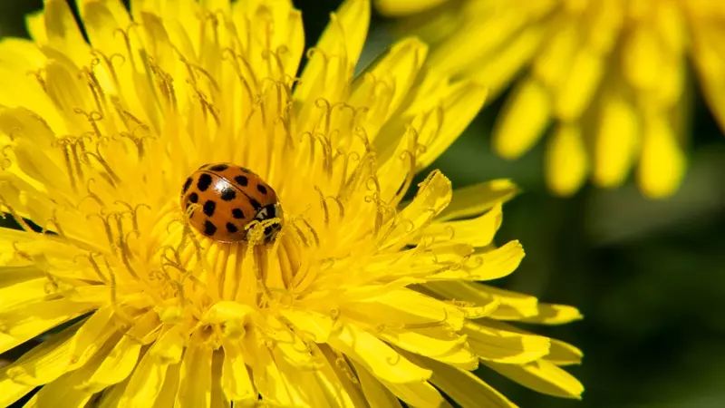 How to Build a Wildlife-Friendly Garden from Scratch