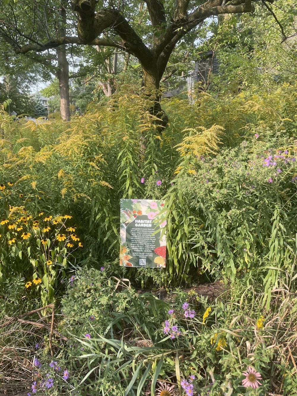 Native plants for a wildlife-friendly garden