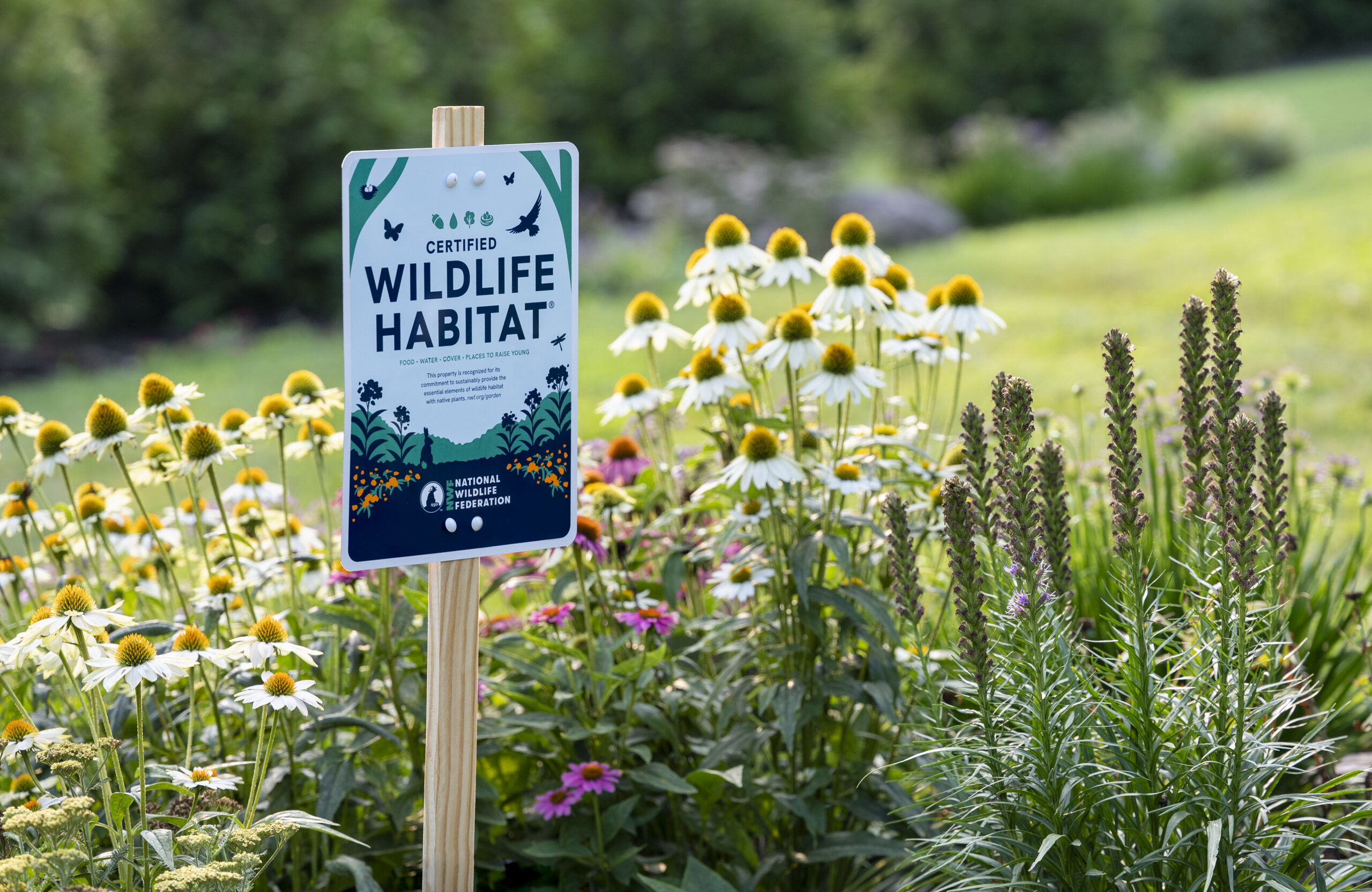 Sustainable Gardening: Top Native Plants to Attract Pollinators and Birds