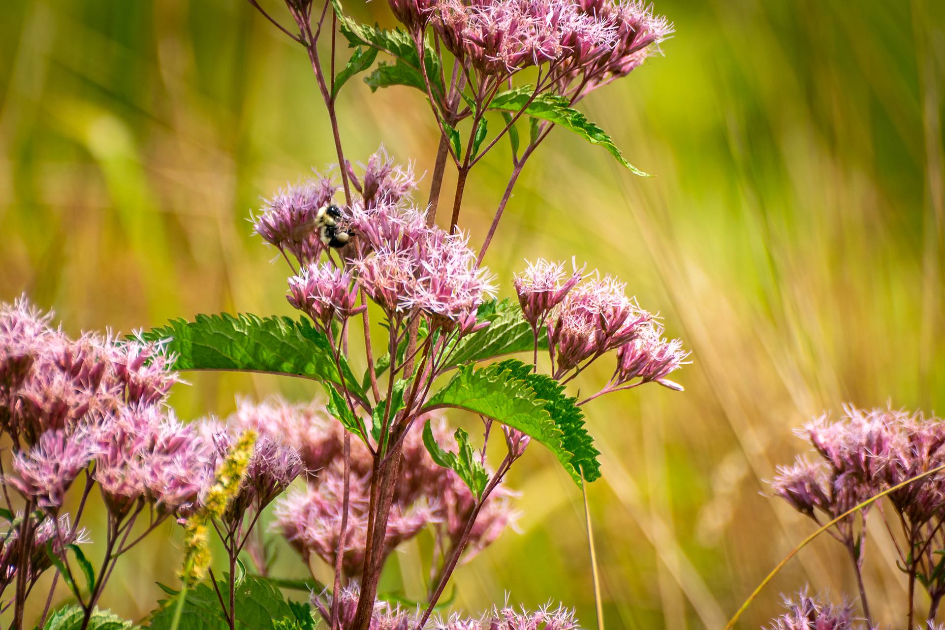 ’s Native Plants for a Thriving Wildlife-Friendly Garden