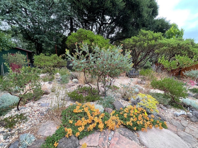 Best Native Plants for a Sustainable Wildlife Garden