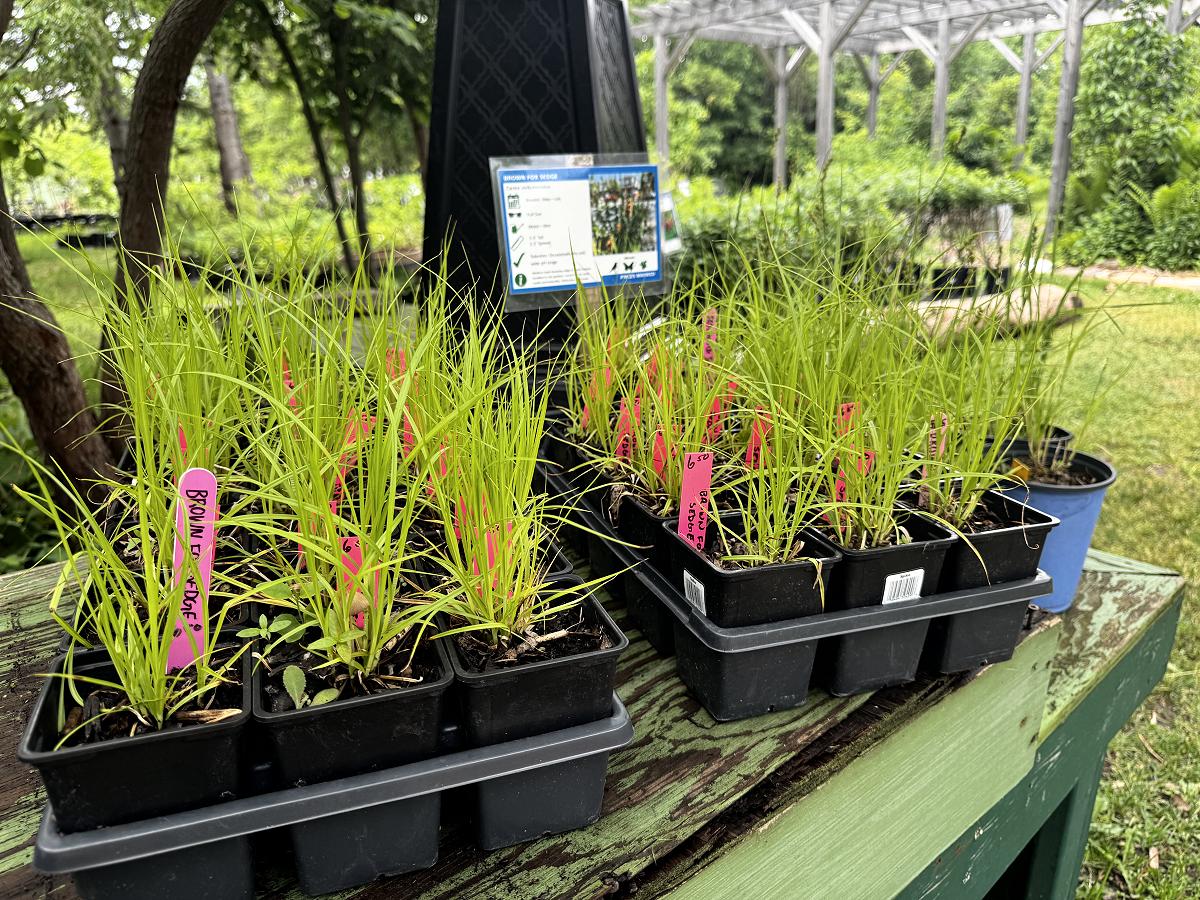 ’s Native Plants for a Thriving Wildlife-Friendly Garden