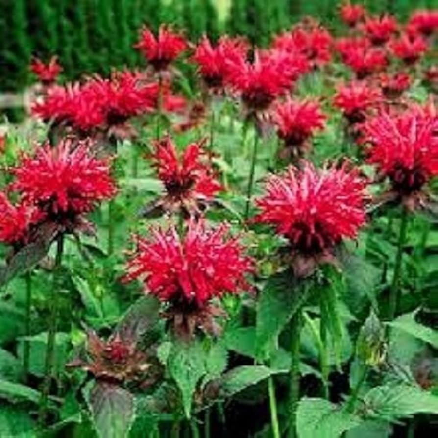 Bee Balm Monarda