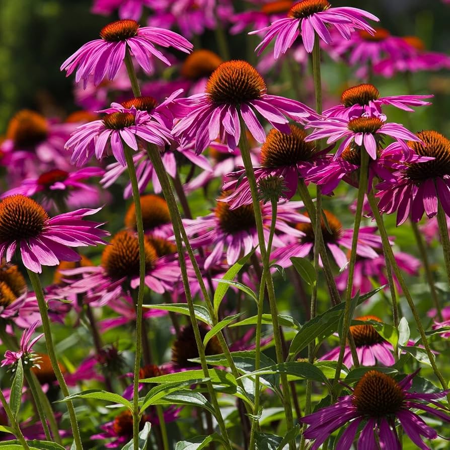 Purple Coneflower Plant