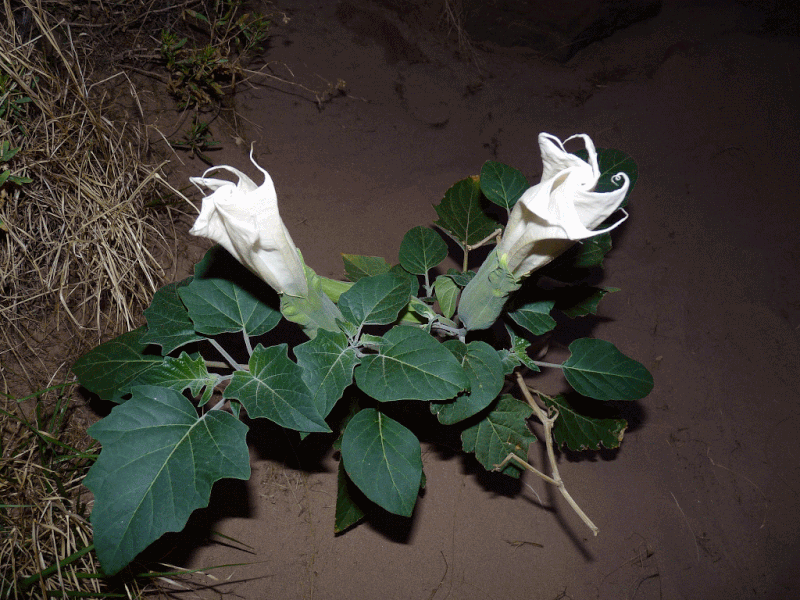 Datura flower at night