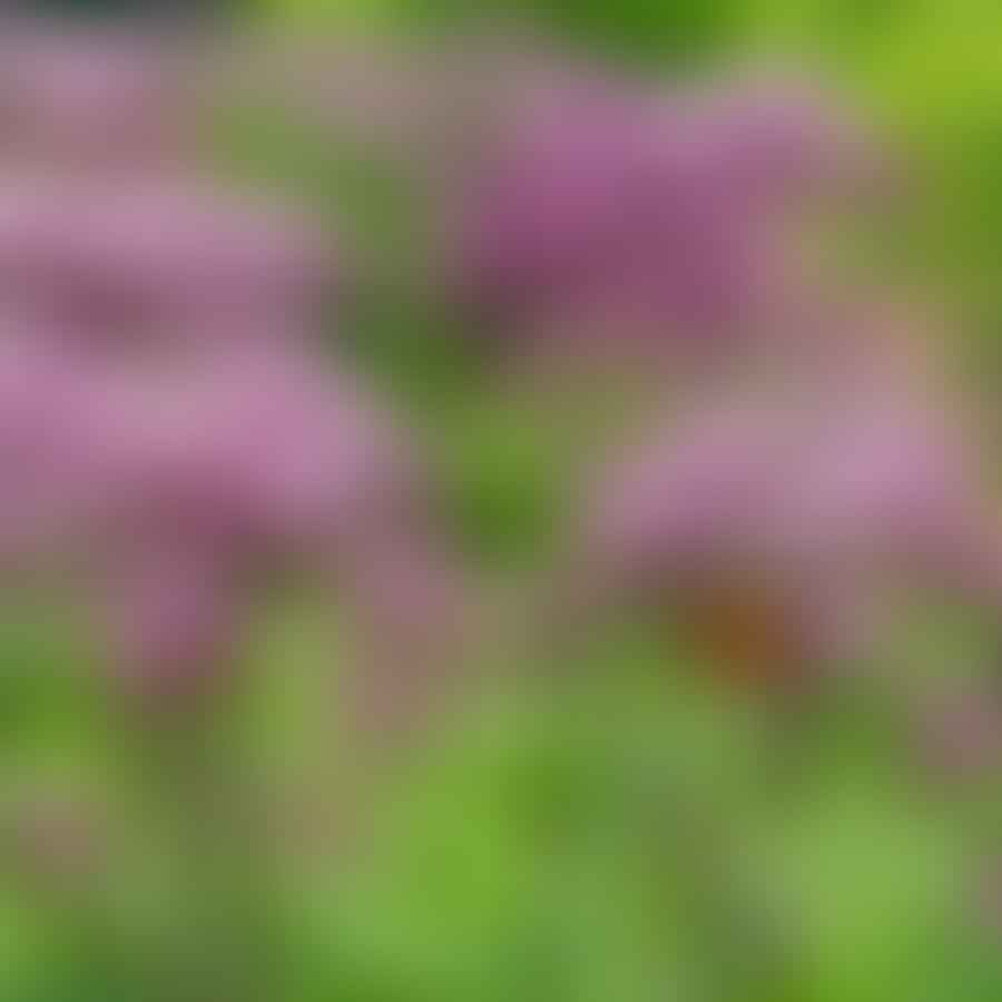 native Ohio plants for pollinators, butterfly weed, wild bergamot, purple coneflower, joe-pye weed, goldenrod
