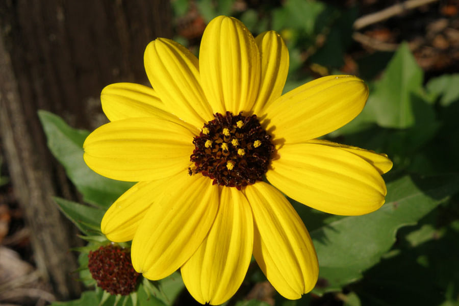 Beach Sunflower plant