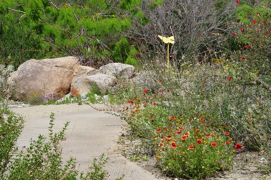 Blanket Flower plant