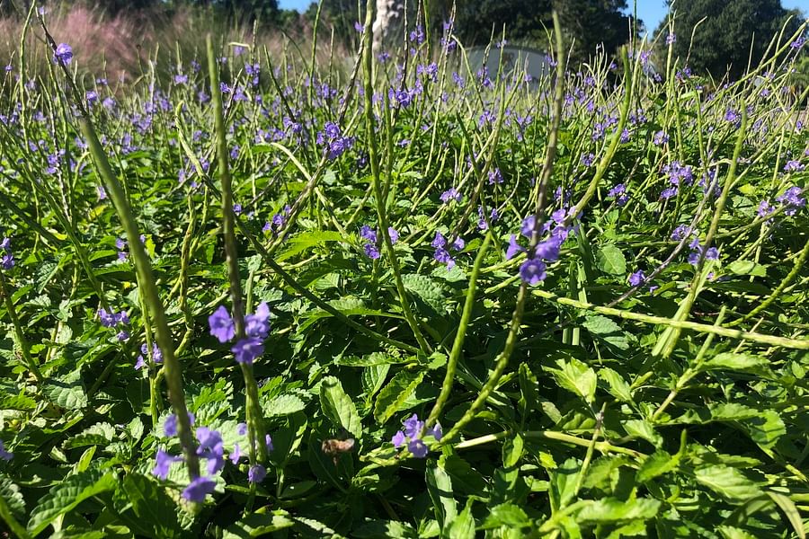 Blue Porterweed plant