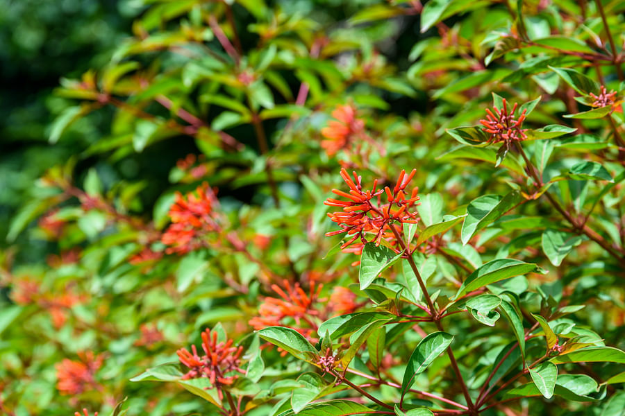 Firebush plant