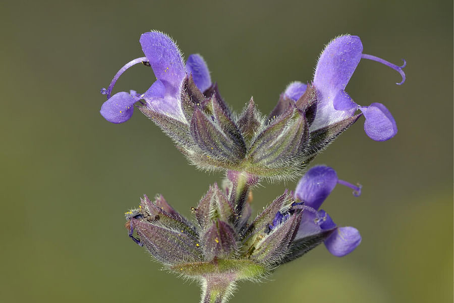 Wild Sage plant