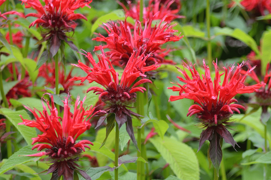 Bee Balm plant