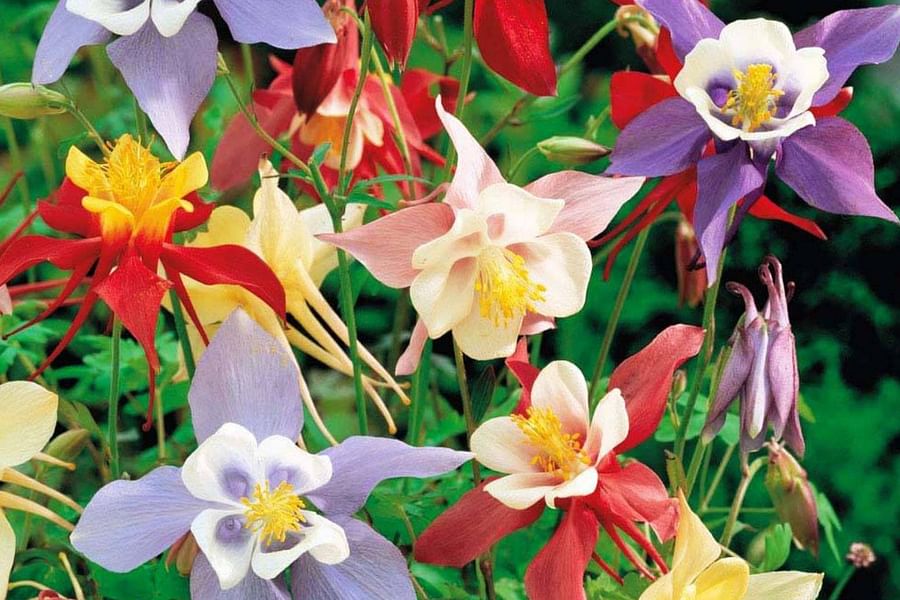 Columbine plant