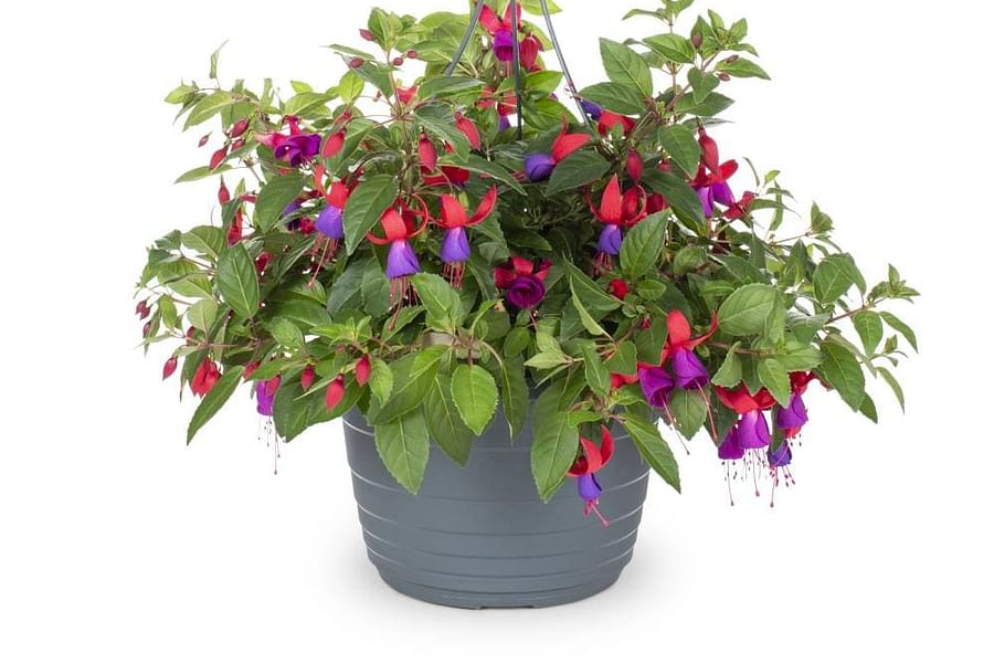 Fuchsia plant