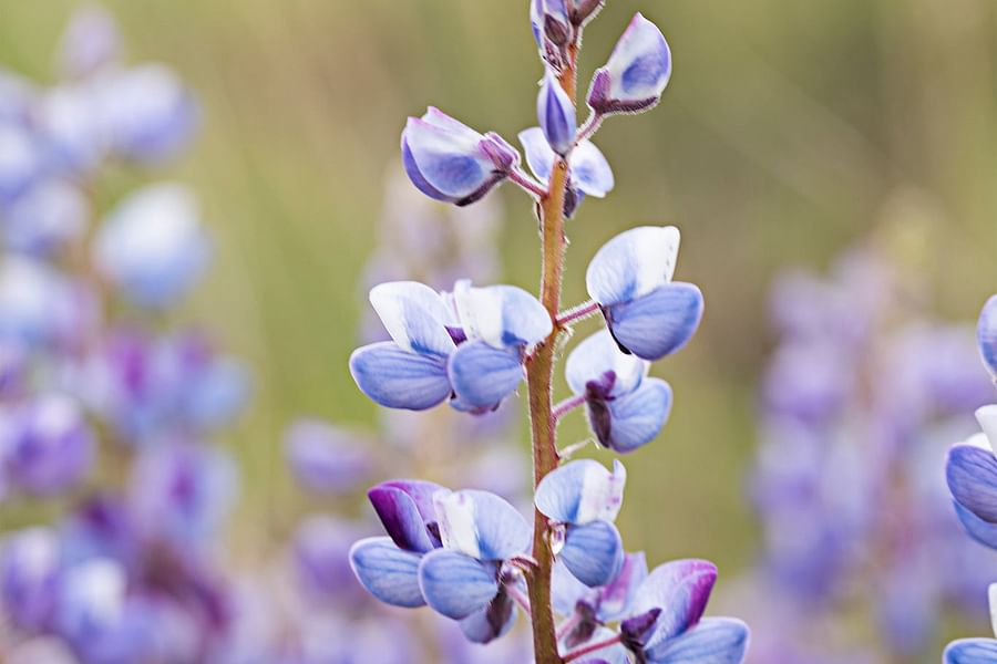 Lupine plant