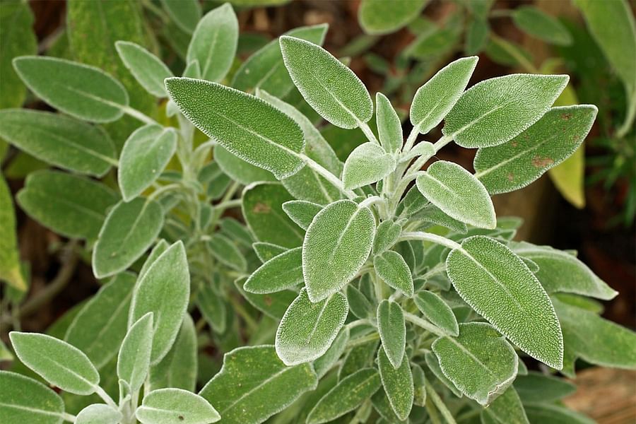 Salvia plant
