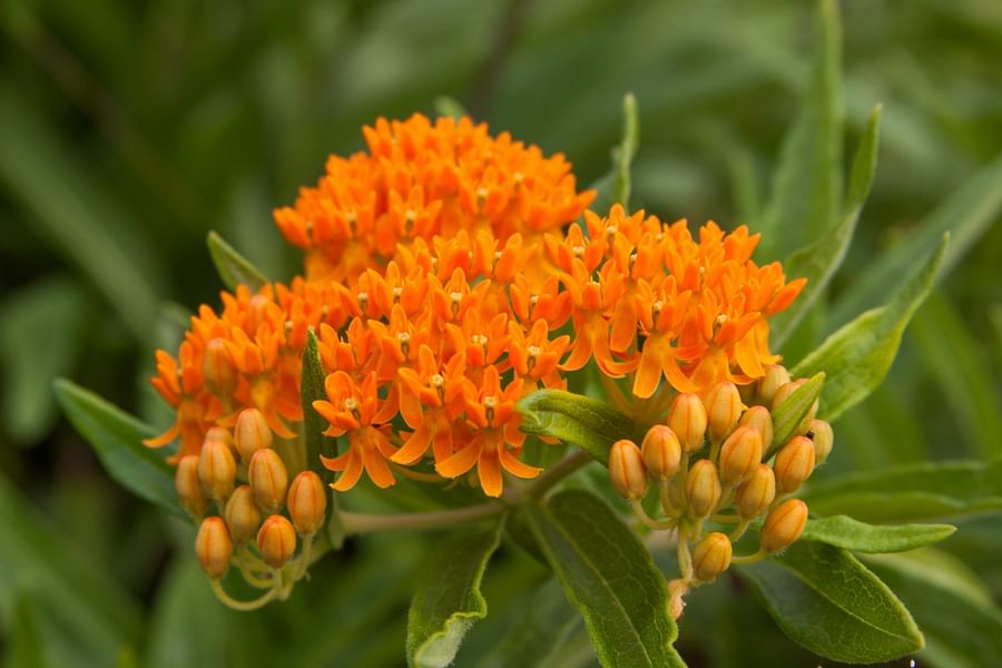 Butterfly Milkweed plant