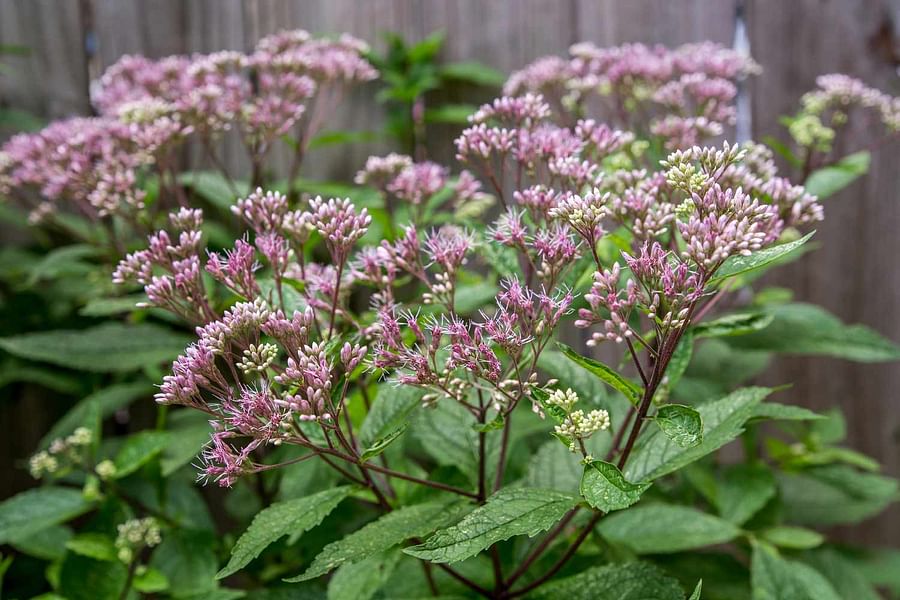 Joe-Pye Weed plant