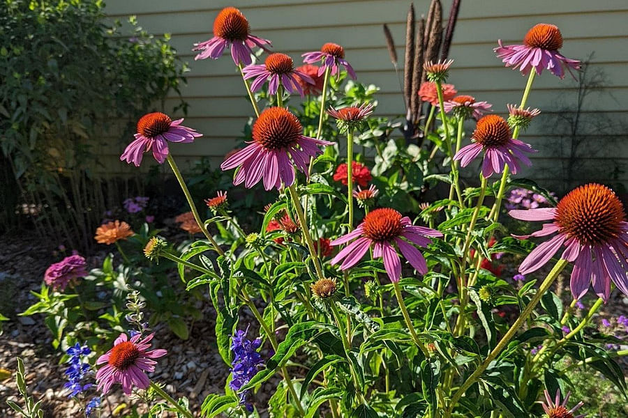 Purple Coneflower plant