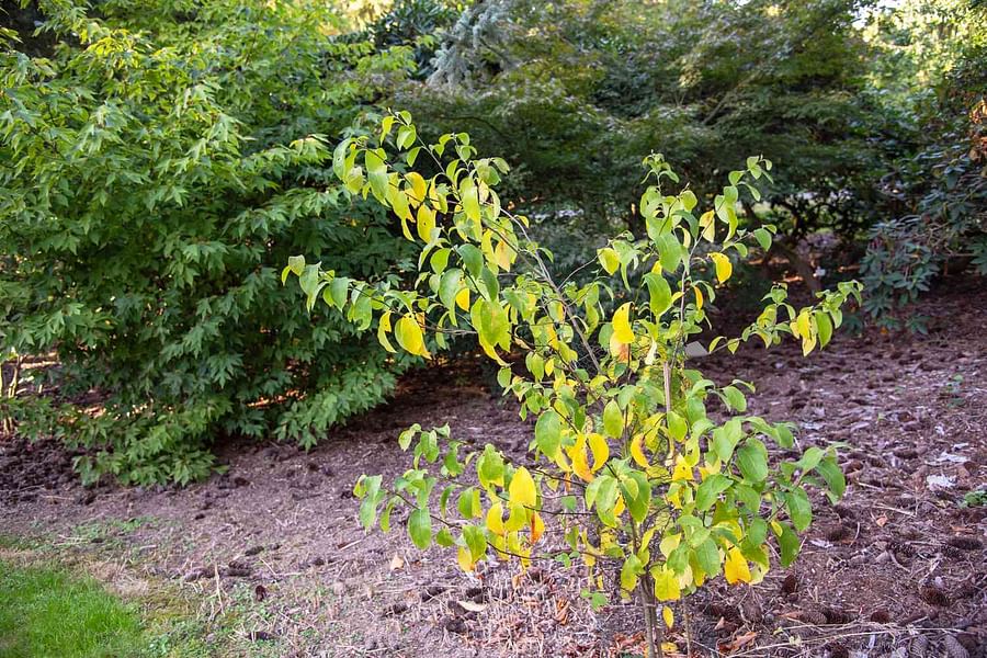 Spicebush plant